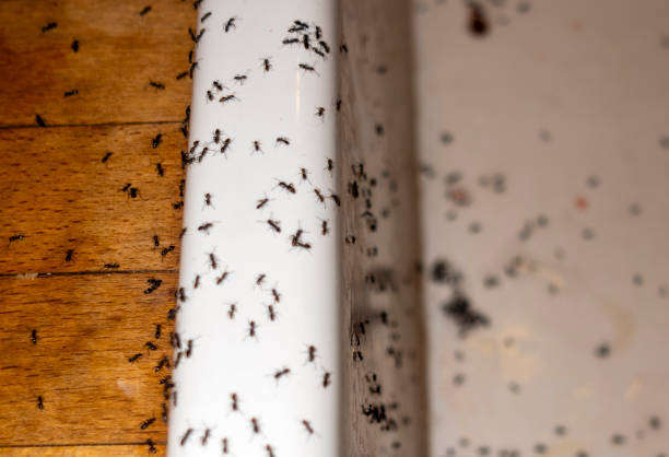 Best Mosquito Control Services  in Hewitt, NJ