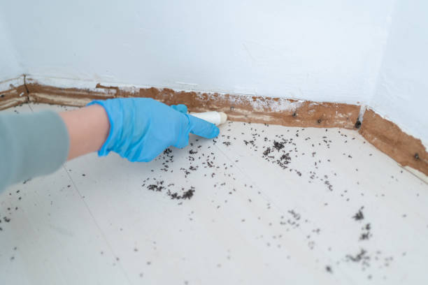 Best Insect Control  in Hewitt, NJ